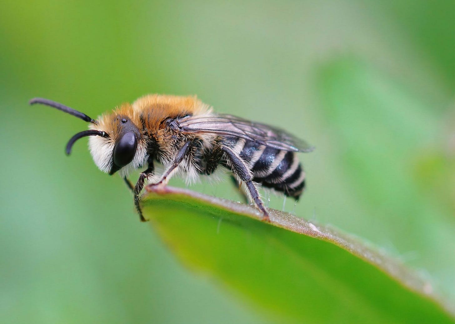 Bee | Definition, Description, Hymenoptera, Types, & Facts | Britannica Bee | Definition, Description, Hymenoptera, Types, & Facts | Britannica