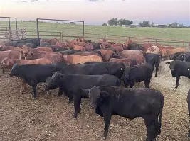 Setting up 20-steers beef feedlot in Kimalat, Kajiado County. Step by Step dig in