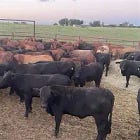 Am Setting up 20-steers beef feedlot in Kimalat, Kajiado County. Step by Step dig in.