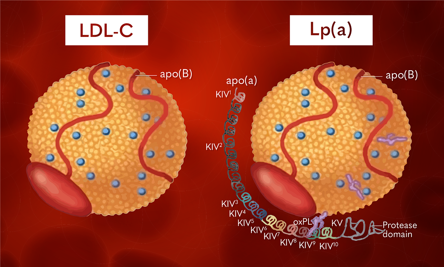 Lipoprotein (a): Molar or Mass? - Randox Laboratories Lipoprotein (a): Molar or Mass? - Randox Laboratories