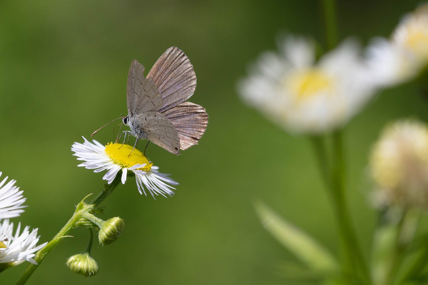 A silvery blue small butterfly on a small yellow and white daisy-like bloom