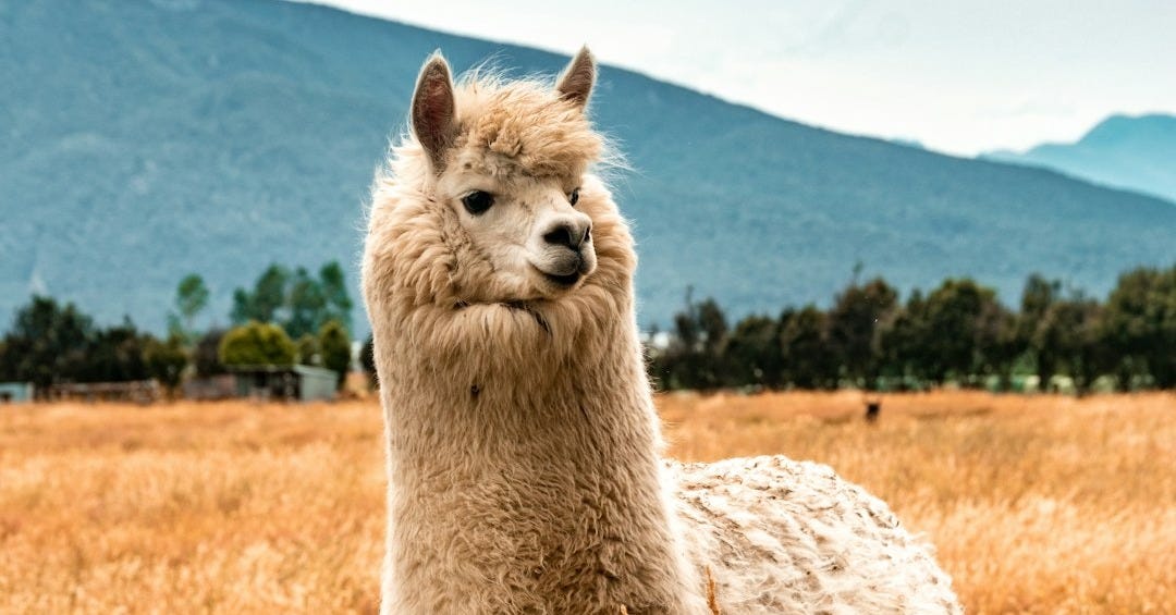 white llama on brown grass field during daytime