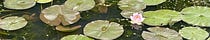 Away on a Lily Pad
