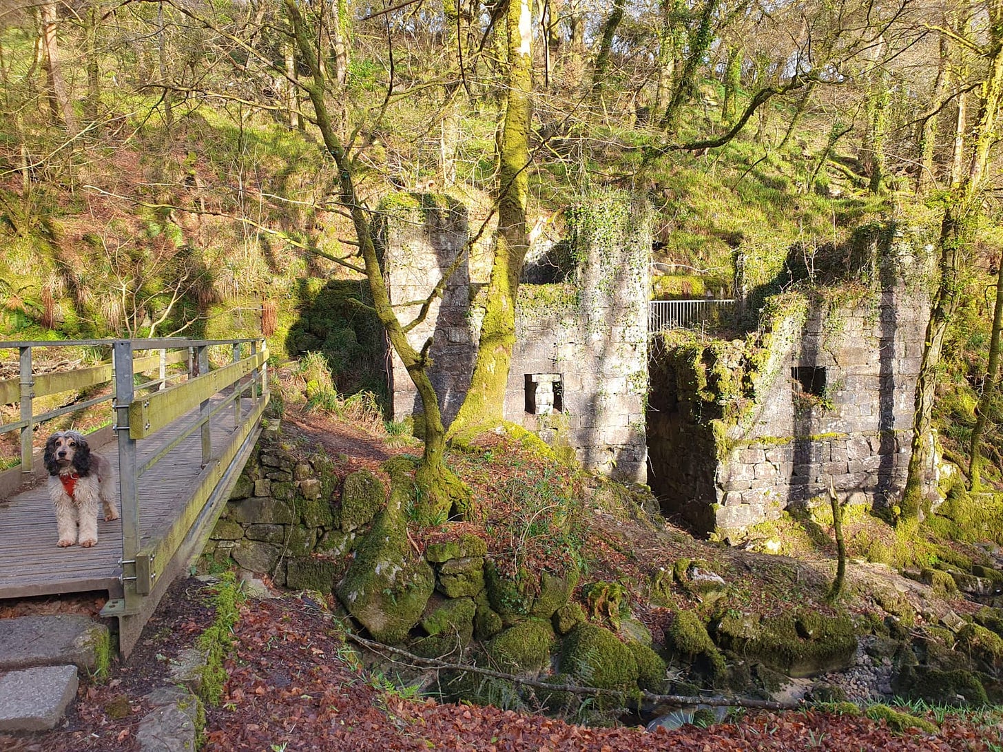 A sunny photo of a dilapidated building in green woodlands, with a bridge crossing a river and a small black and white dog.