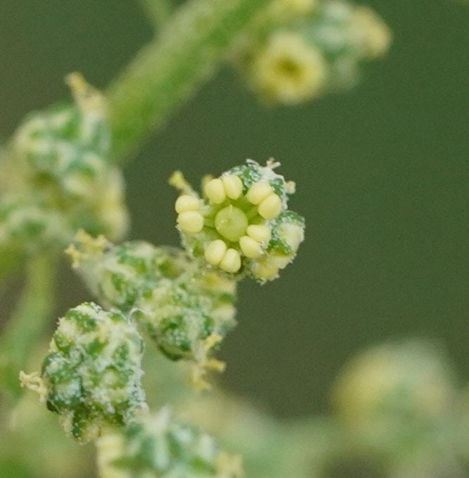 Chenopodium album [flowers - ATLAS - R. Richter, 2020] edited.jpeg