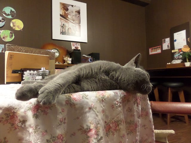 Cat Cafe Nanny Cat Cafe Nanny