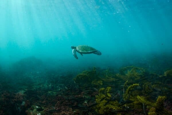 A turtle swimming just above the bottom in greenish-blue water. 