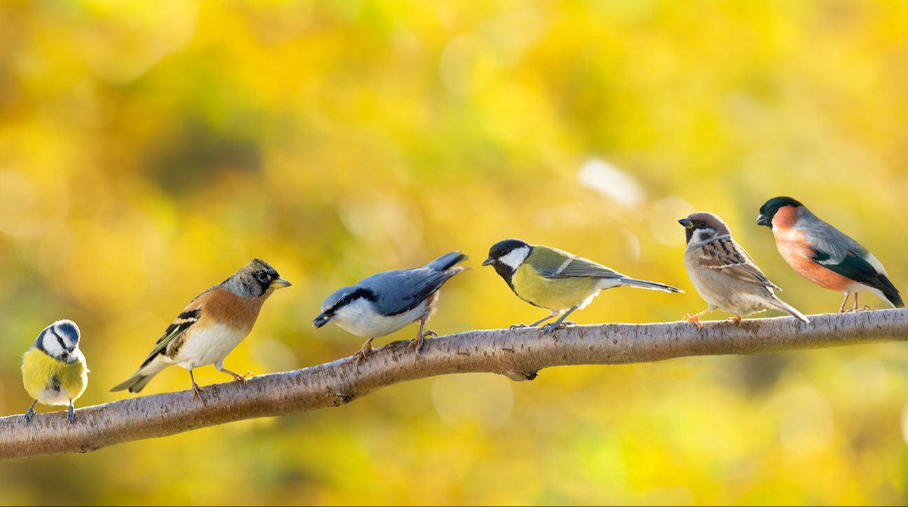 Bird Identification UK: Spot Garden Birds by Colour, Size & Season