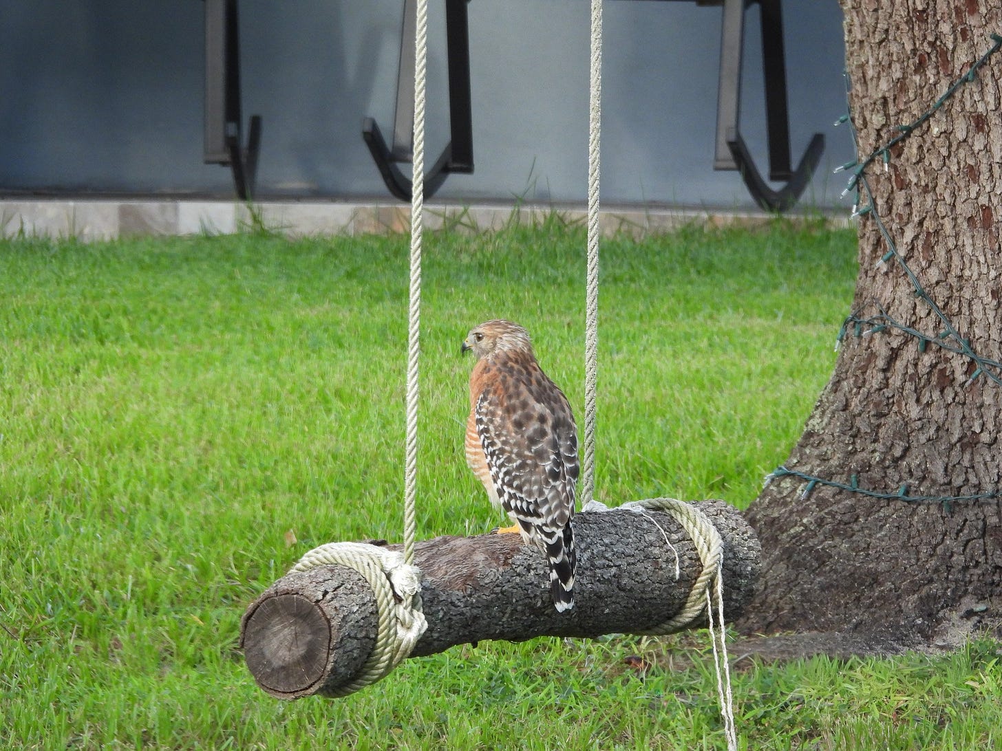 Hawk on a swing