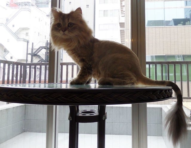 Cat Cafe Nanny Cat Cafe Nanny