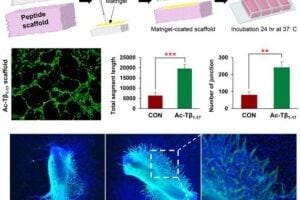 When Ac-Tβ1-17 was coated onto a peptide scaffold or applied to the metatarsal bone of mice, it exhibited excellent angiogenic effects, demonstrating its strong potential for promoting blood vessel regeneration.