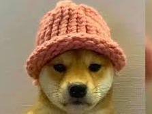 Mercado Bitcoin lista Dogwifhat (WIF), o doguinho de crochê