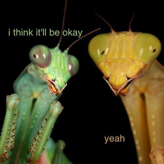 This may contain: two green and yellow praying mantisses facing each other This may contain: two green and yellow praying mantisses facing each other
