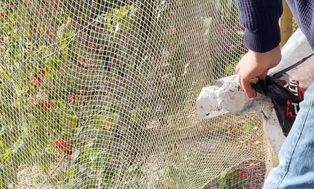 Planting Tomato Seedlings