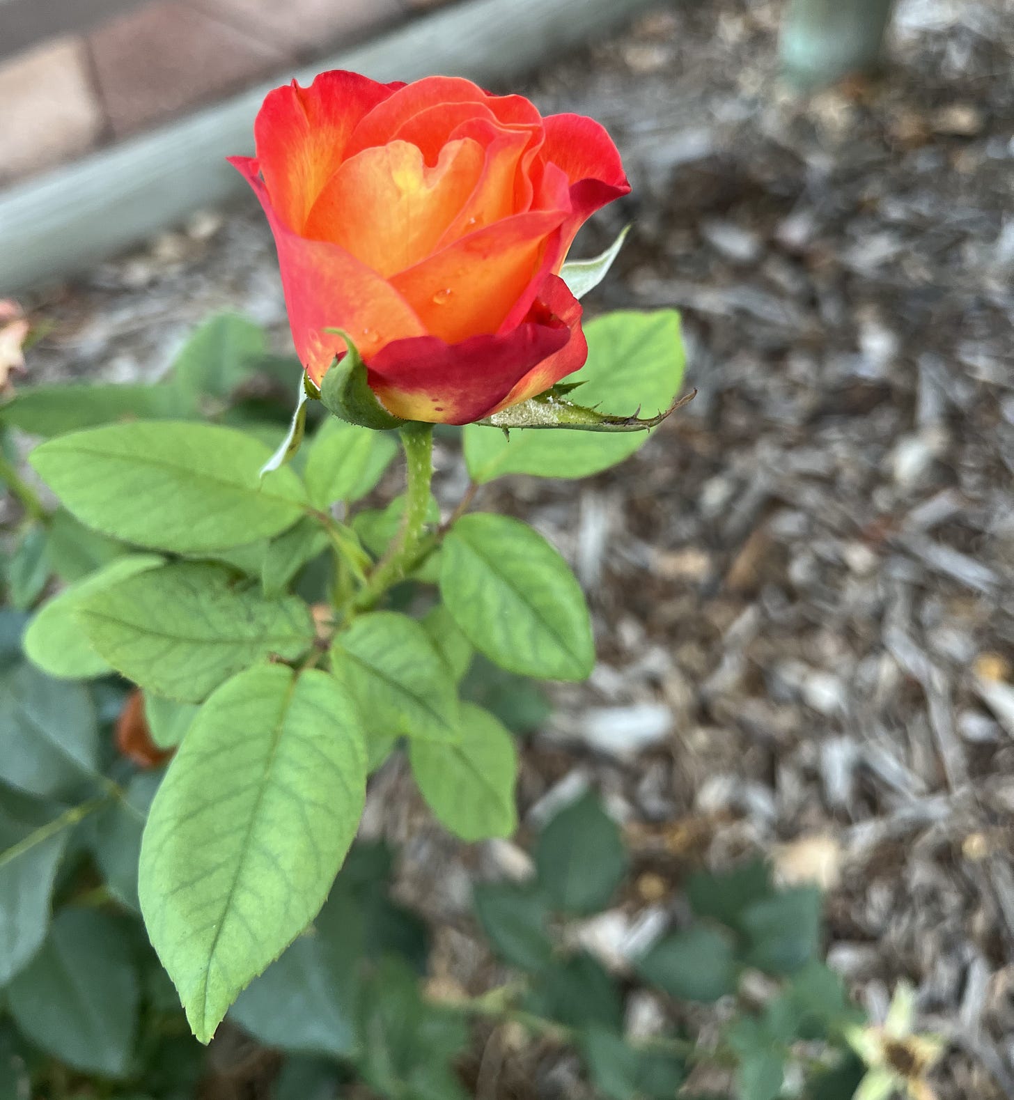 a newly blossoming rose that is yellow into orange