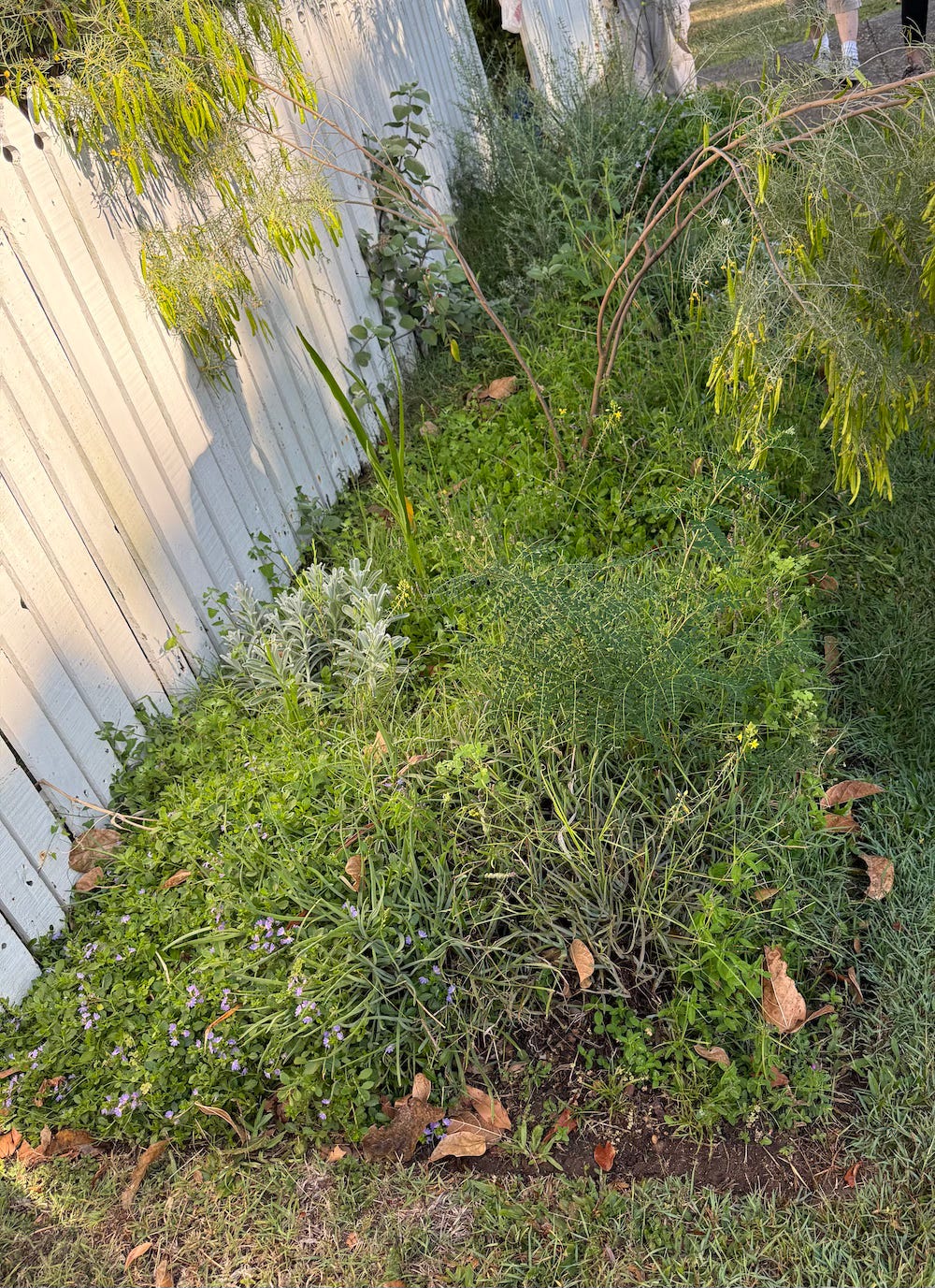 garden bed along the fence line garden bed along the fence line