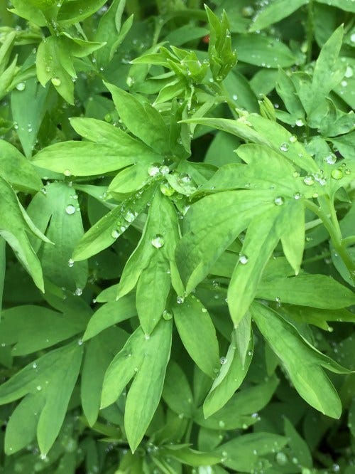 bleeding heart dew