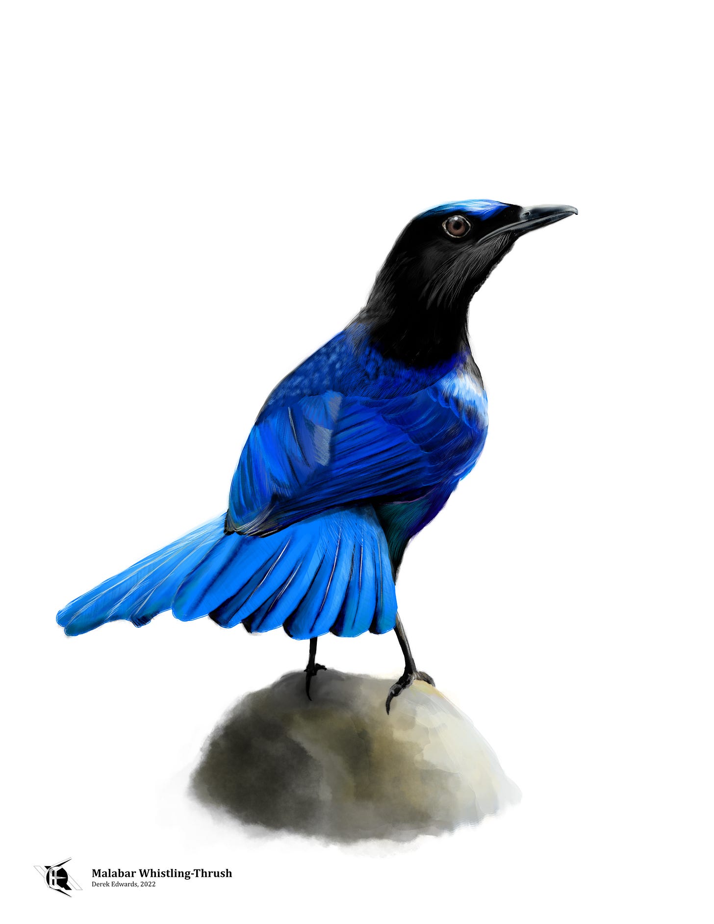 Malabar Whistling-thrush.png Malabar Whistling-thrush.png