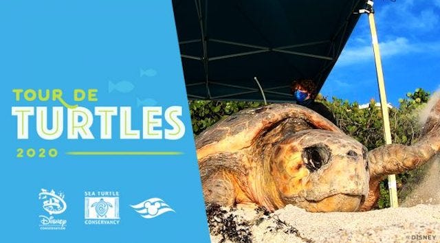 Follow Kermit and Miss Piggy in the Tour de Turtles - KennythePirate.com Follow Kermit and Miss Piggy in the Tour de Turtles - KennythePirate.com