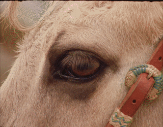 20260402_SoF_Lisa_R9.mp4