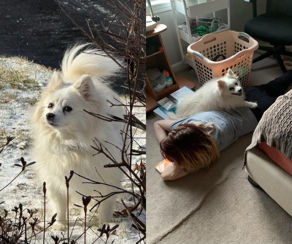 On the left is a photo of Pip, a small white dog, outside on a snowy lawn. Pip is looking directly at the camera and her fluffy fur is blowing in the breeze. On the right is a photo of Skyler lying on her stomach on the floor of her bedroom with Pip on her lower back. Pip looks like she is smiling.
