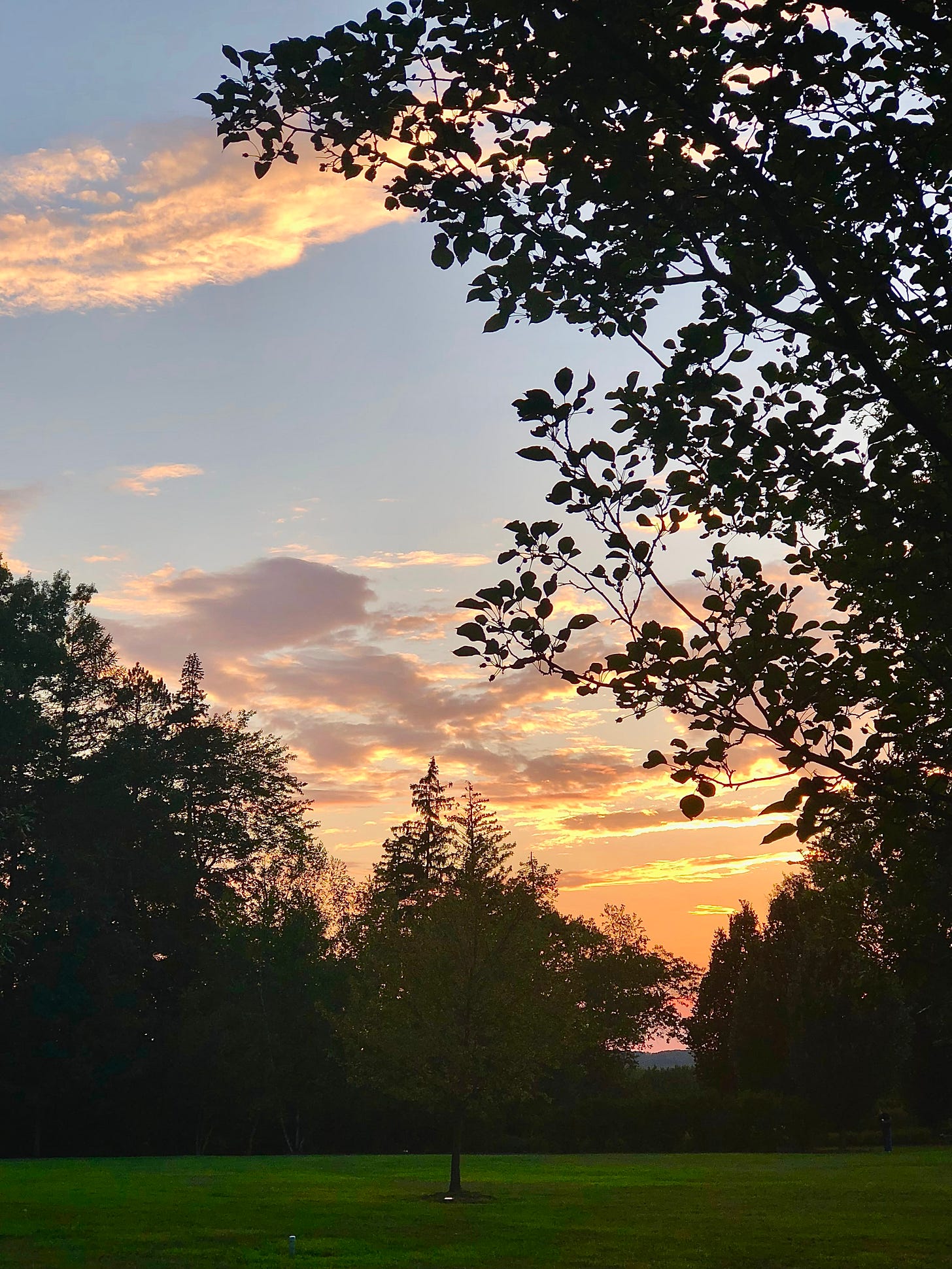 Silhouettes of trees against the sunrise.