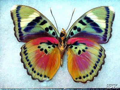 This may contain: a colorful butterfly sitting on top of a white surface