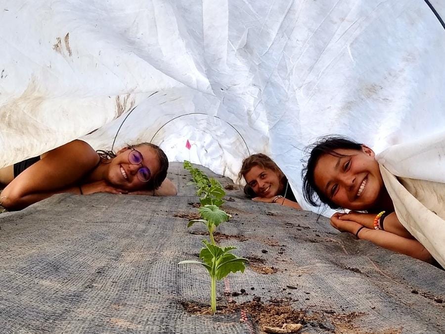 Vegetable farm internships Vegetable farm internships