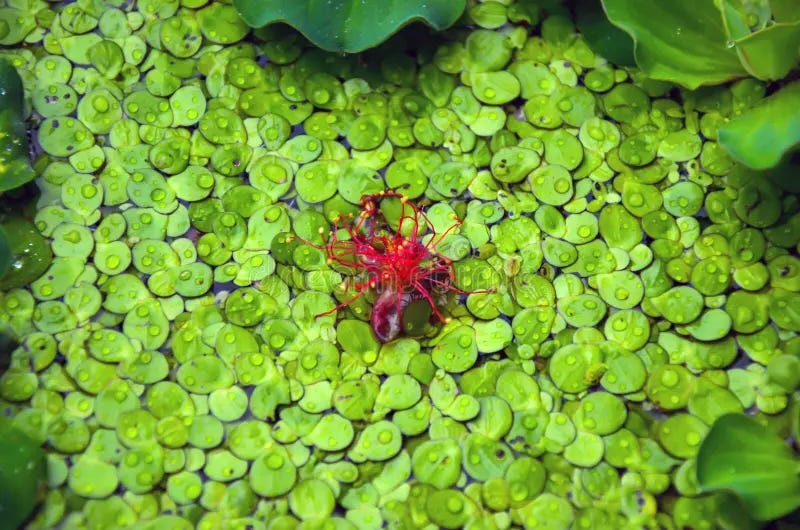 A red spider on a green surface of water

AI-generated content may be incorrect.