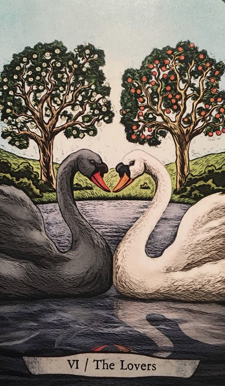 This may contain: two swans in the water with trees and grass behind them, one has its beak open