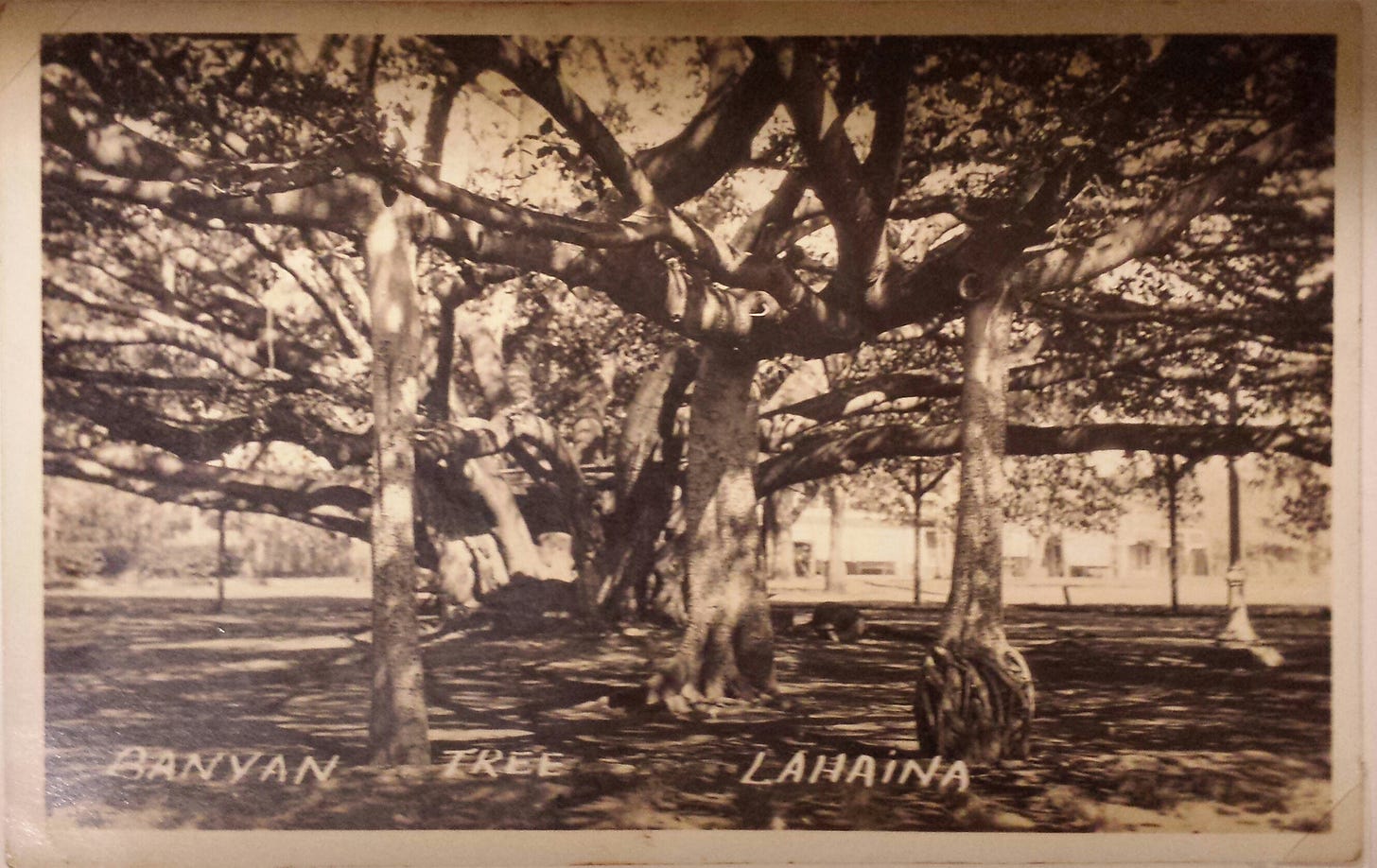 ID: Archival photo under the canopy ID: Archival photo under the canopy