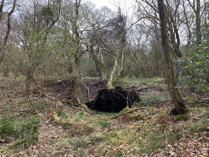 Hazard birch trees over a private woodland path
