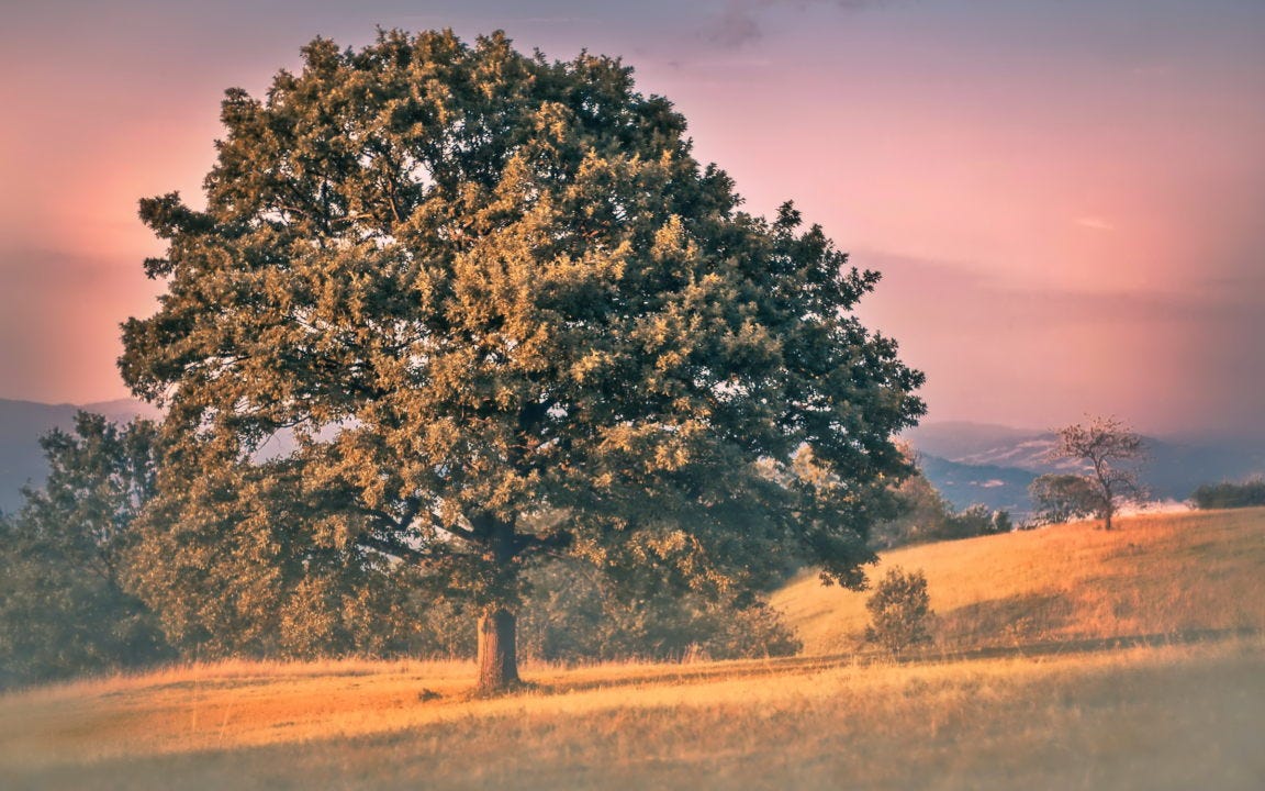 A tree in the countryside