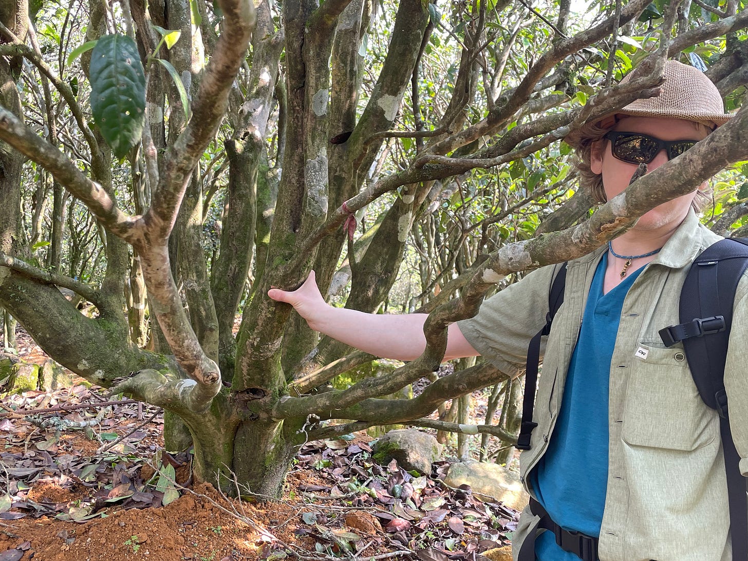 ID: Jason Cohen and large tea tree