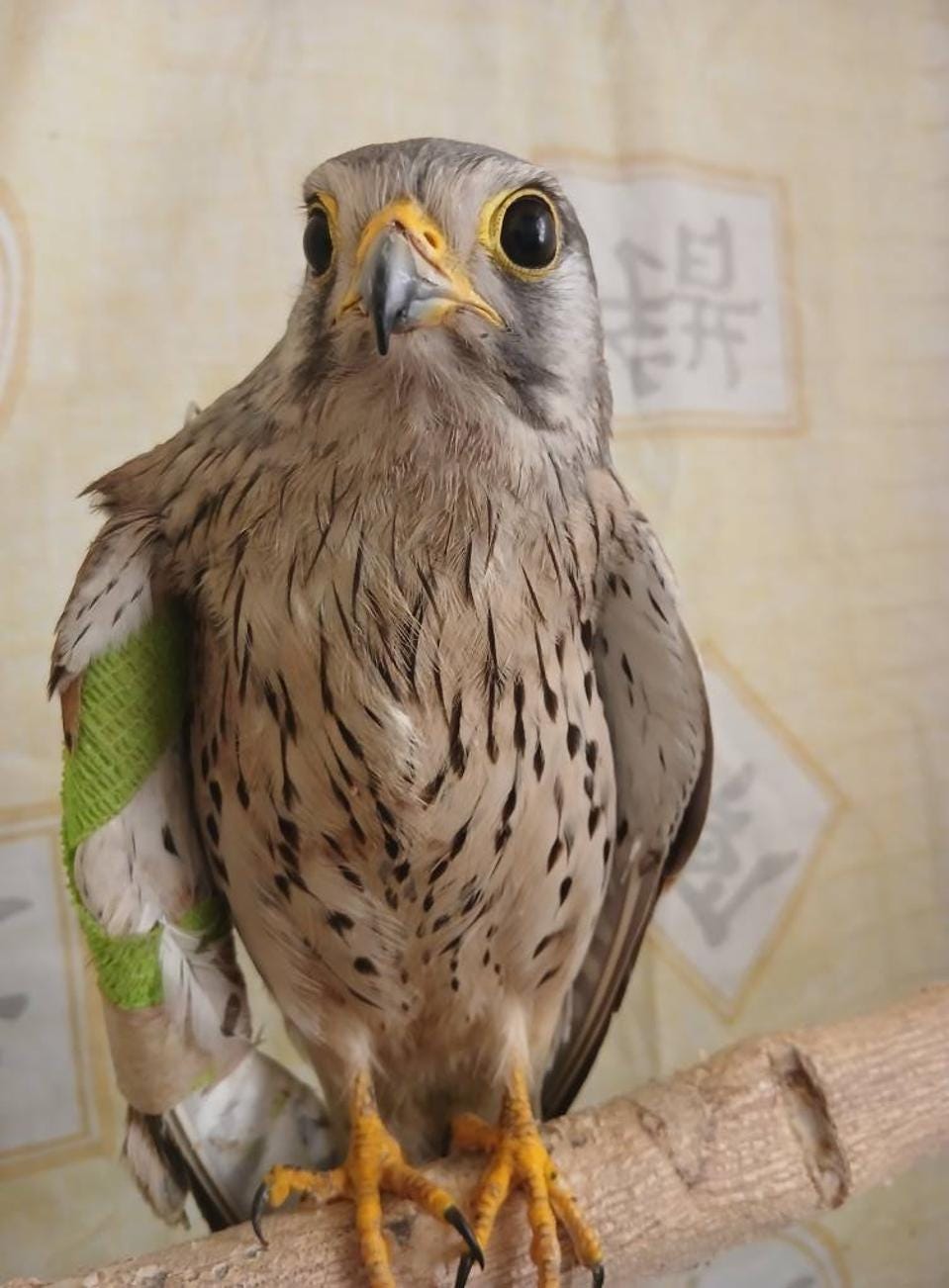 Kestrel_Shriek.jpg