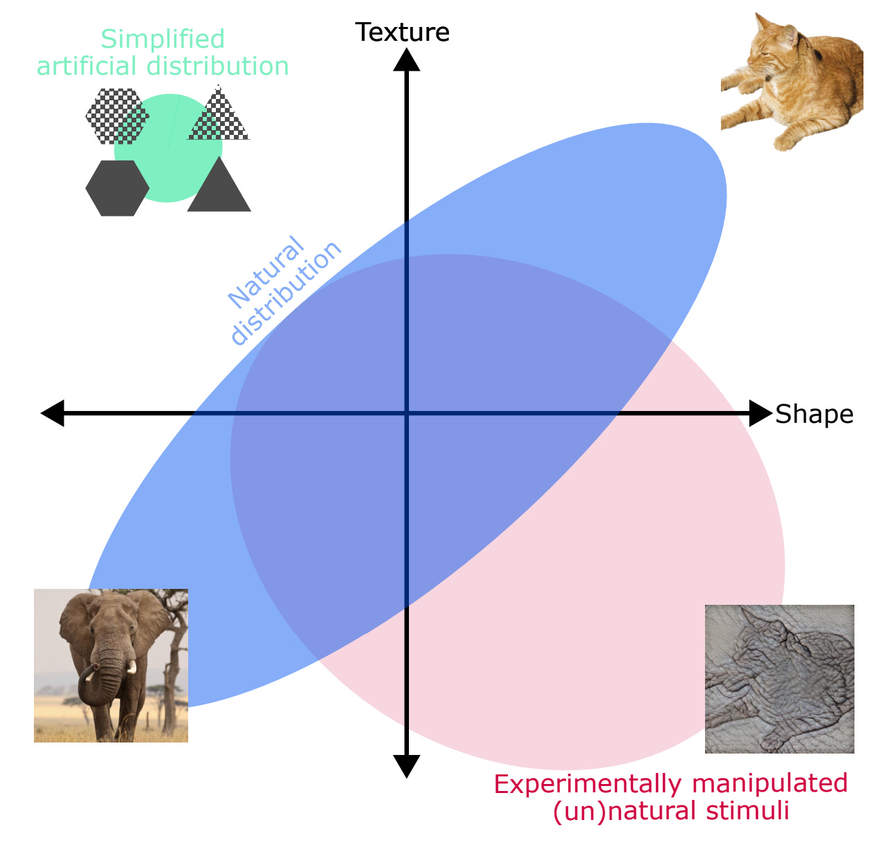 A picture of an elephant and a picture of a cat are at opposite ends of a distribution of textures and shapes; outside the distribution in an "unnatural" distribution is an image with the shape of the cat, but an elephant's skin texture superimposed. A picture of an elephant and a picture of a cat are at opposite ends of a distribution of textures and shapes; outside the distribution in an "unnatural" distribution is an image with the shape of the cat, but an elephant's skin texture superimposed.