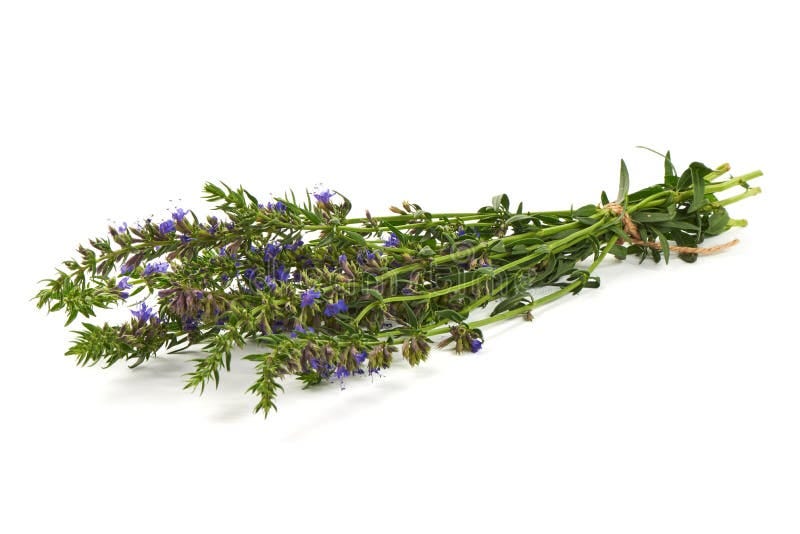 160 Hyssop Branch Stock Photos - Free & Royalty-Free Stock Photos from  Dreamstime