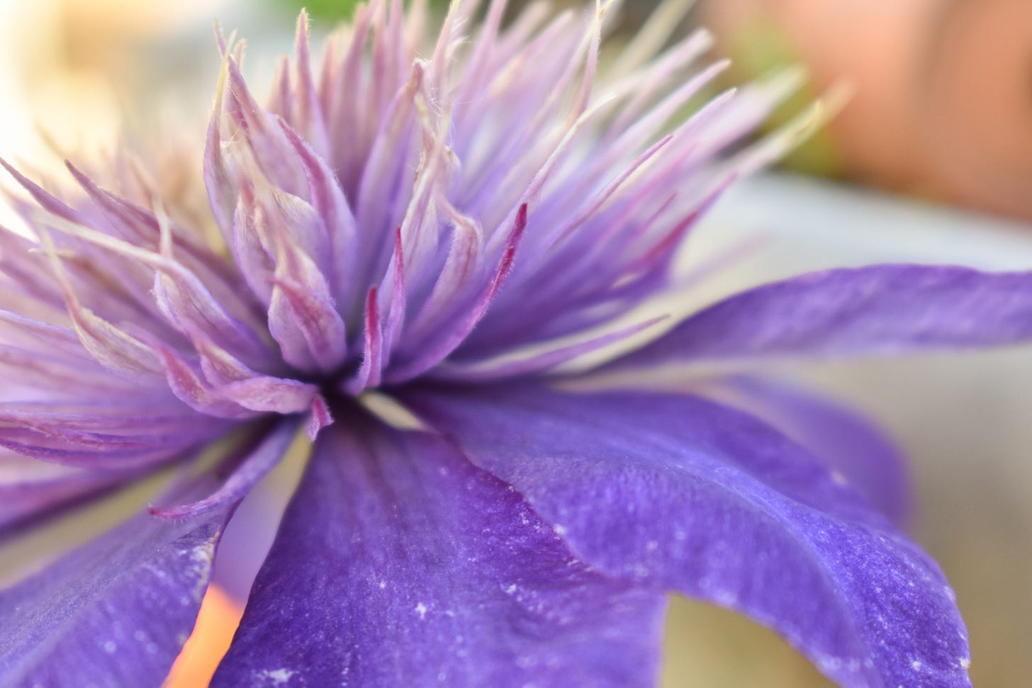 Close up image of a purple clematis. The top petals are lighter in color and thinner in shape, reaching out and up like a lotus flower. The bottom petals are wider and less dense.
