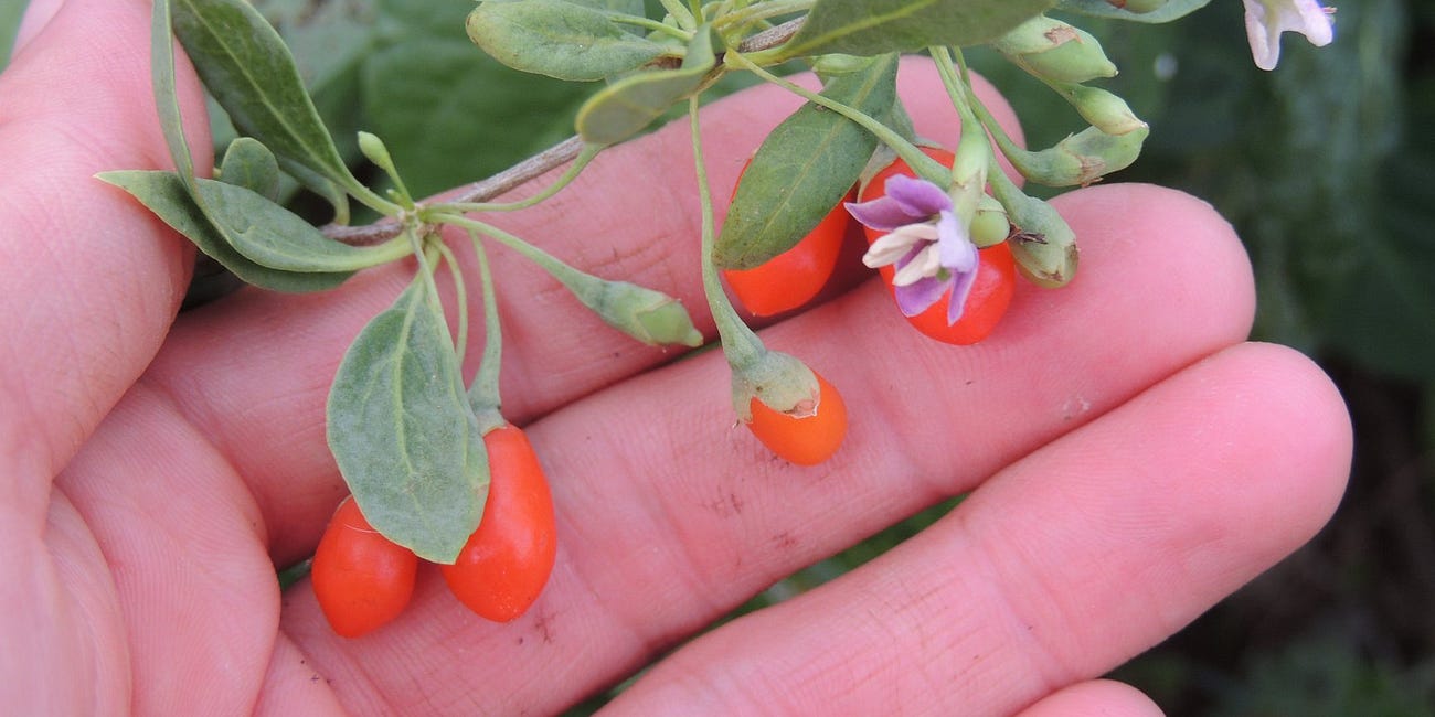 The Many Gifts Of The Goji 