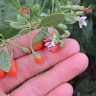 The Many Gifts Of The Goji 