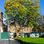 1. The Hornsey Town Hall Sycamore