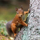 Coffee Contemplation: Red Squirrels