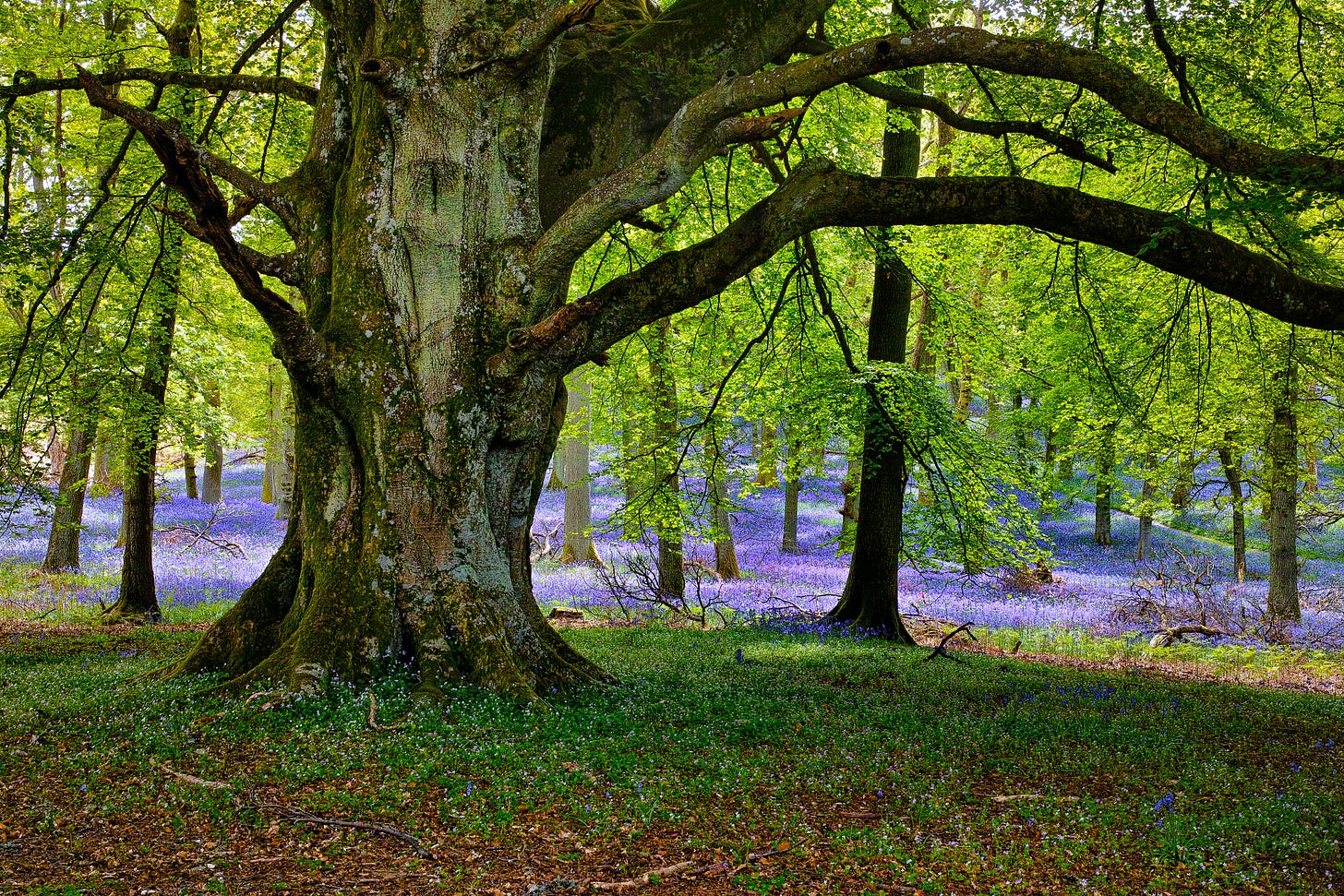 The Big Good Thing and Hildegard's Greening – In Search of a New Eden