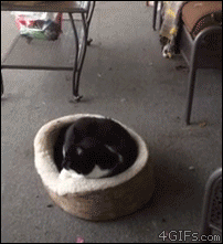 When Worlds Collide: 20 Adorable Cat + Dog GIFs - Memebase - Funny Memes