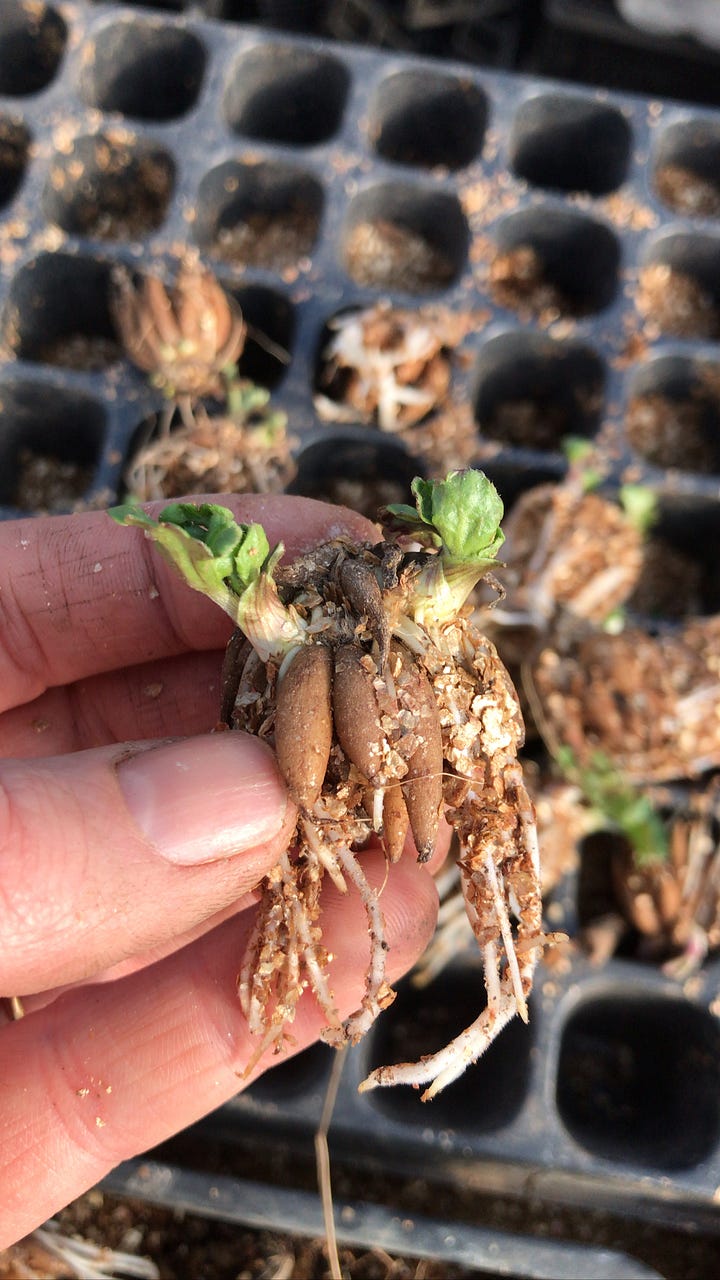 The ones on the left have got little shoots growing but the main part of the corm has rotted away. The new seedlings are too young to grow away rigorously whilst the light levels are low with the soil cold and damp.