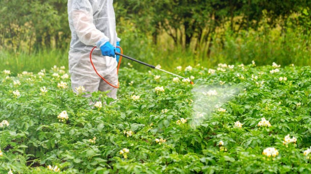 Weed control. A person sprays toxic pesticides or insecticides on a plantation. Weed control. A person sprays toxic pesticides or insecticides on a plantation. pest control stock pictures, royalty-free photos & images