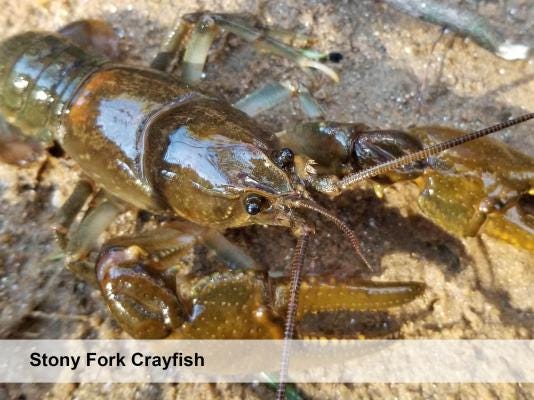 stony fork crayfish