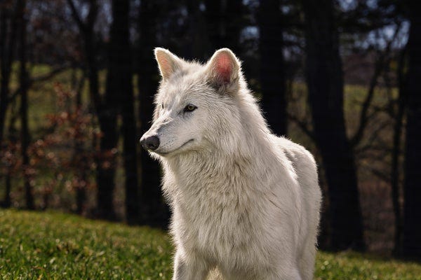 Colossal's dire wolf standing outside on grass with trees in the background