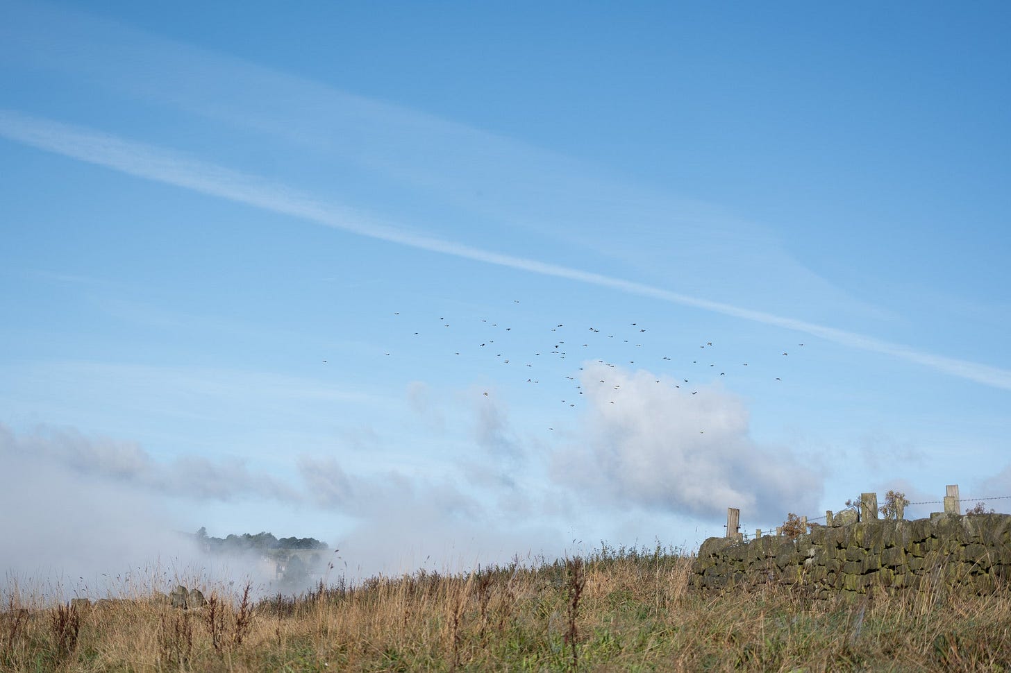 charm of goldfinches flying