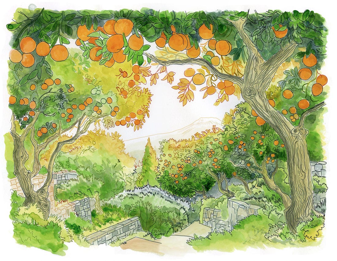 Orange groves on Mount Etna, Sicily. Orange groves on Mount Etna, Sicily.